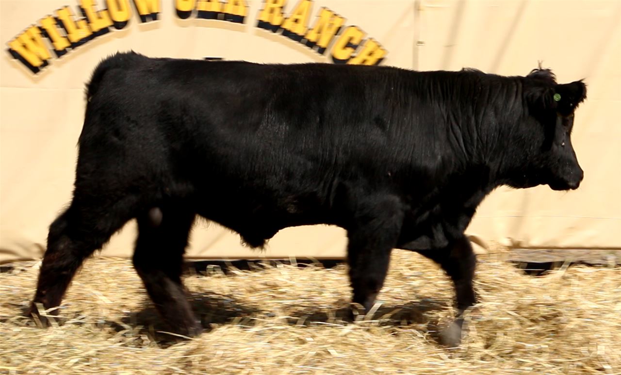 Best Black Bulls